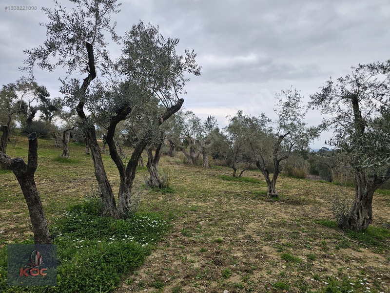 Kemalpaşa Armutlu 85yıl Cumhuriyet Satılık 960m² Zeytin Bahçesi — fotoğraf 5