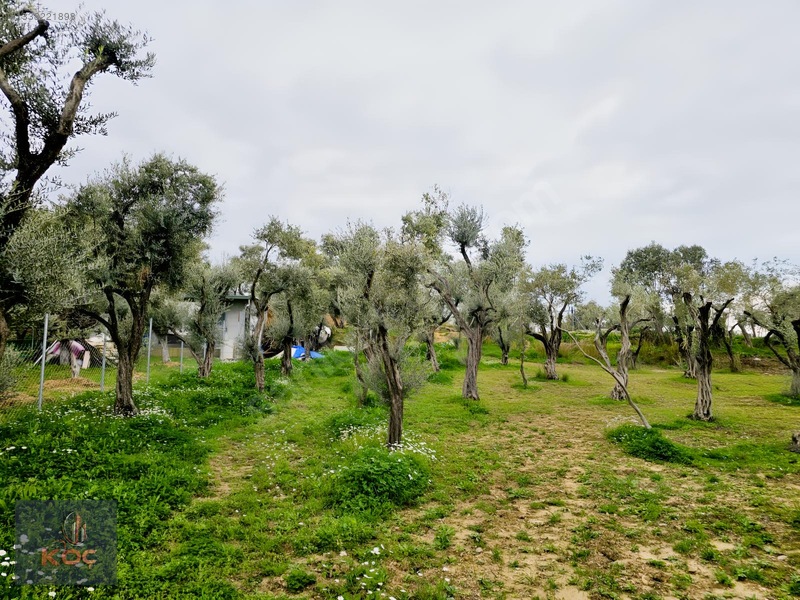 Kemalpaşa Armutlu 85yıl Cumhuriyet Satılık 960m² Zeytin Bahçesi — fotoğraf 6