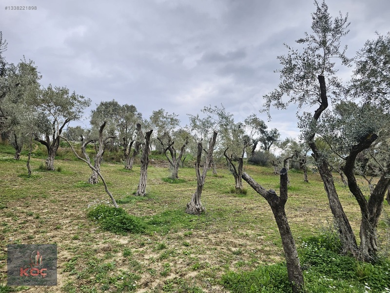 Kemalpaşa Armutlu 85yıl Cumhuriyet Satılık 960m² Zeytin Bahçesi — fotoğraf 7