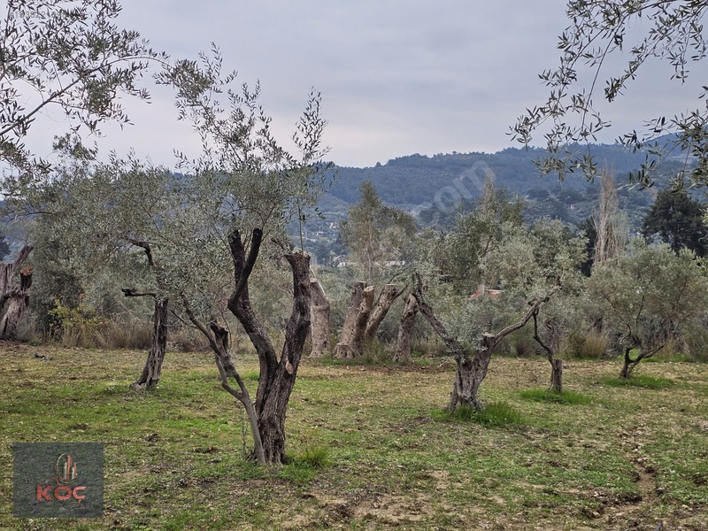 Kemalpaşa Armutlu 85yıl Cumhuriyet Satılık 960m² Zeytin Bahçesi — fotoğraf 8