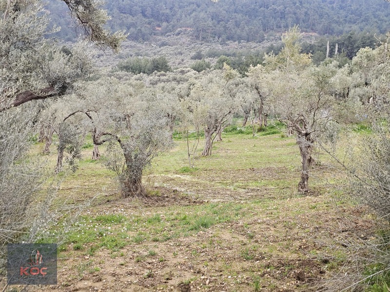 Kemalpaşa Armutlu 85yıl Cumhuriyet Satılık 960m² Zeytin Bahçesi — fotoğraf 9