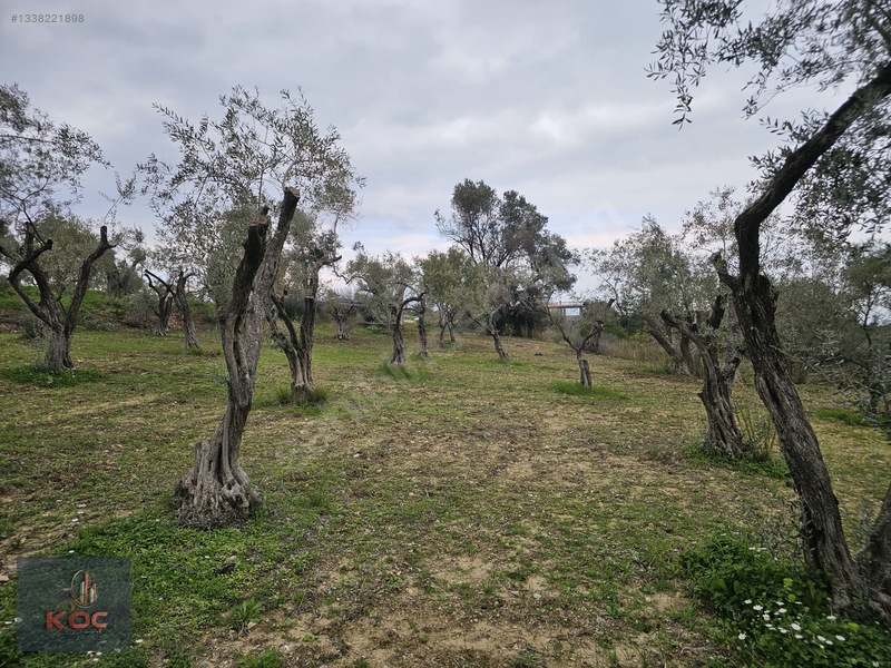 Kemalpaşa Armutlu 85yıl Cumhuriyet Satılık 960m² Zeytin Bahçesi — fotoğraf 10