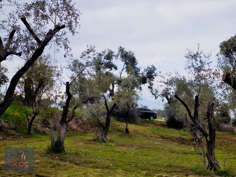 Kemalpaşa Armutlu 85yıl Cumhuriyet Satılık 960m² Zeytin Bahçesi — fotoğraf 11