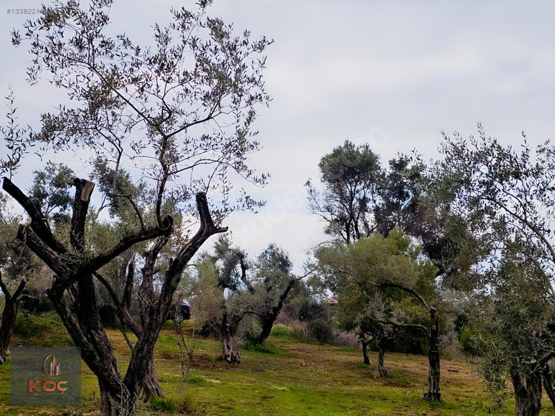 Kemalpaşa Armutlu 85yıl Cumhuriyet Satılık 960m² Zeytin Bahçesi — fotoğraf 12