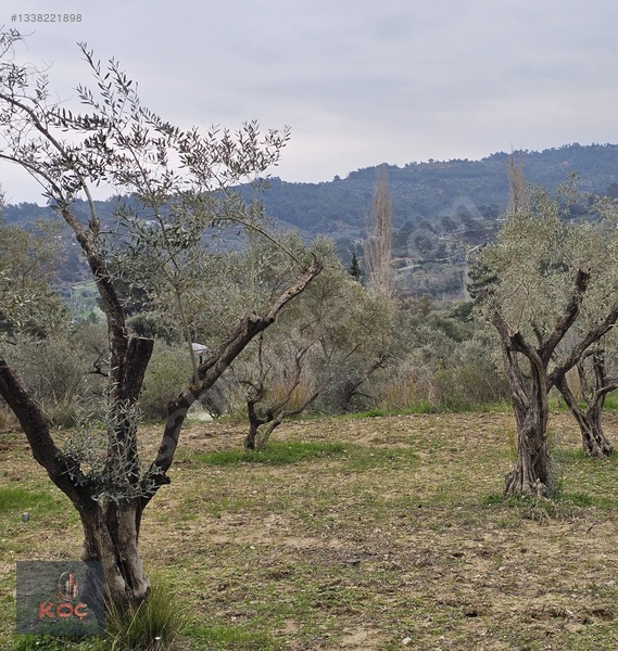 Kemalpaşa Armutlu 85yıl Cumhuriyet Satılık 960m² Zeytin Bahçesi — fotoğraf 13
