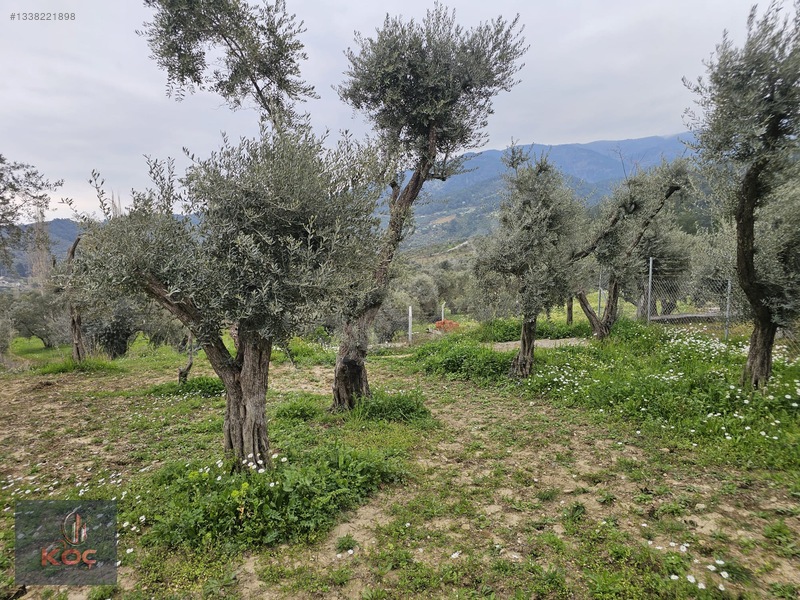 Kemalpaşa Armutlu 85yıl Cumhuriyet Satılık 960m² Zeytin Bahçesi — fotoğraf 14