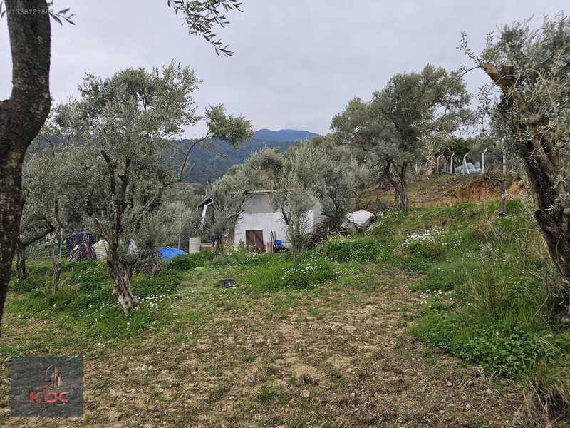Kemalpaşa Armutlu 85yıl Cumhuriyet Satılık 960m² Zeytin Bahçesi — fotoğraf 15