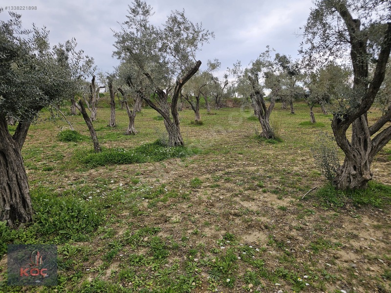 Kemalpaşa Armutlu 85yıl Cumhuriyet Satılık 960m² Zeytin Bahçesi — fotoğraf 17