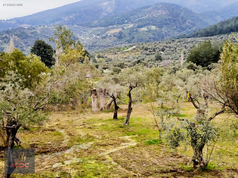 Kemalpaşa Armutlu 85yıl Cumhuriyet Satılık 960m² Zeytin Bahçesi — fotoğraf 21