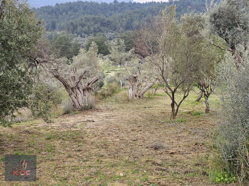 Kemalpaşa Armutlu 85yıl Cumhuriyet Satılık 960m² Zeytin Bahçesi — fotoğraf 23