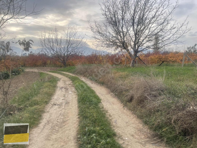 Sancaklı İğdecikte 3.300 M² Üzüm Bağı — fotoğraf 3