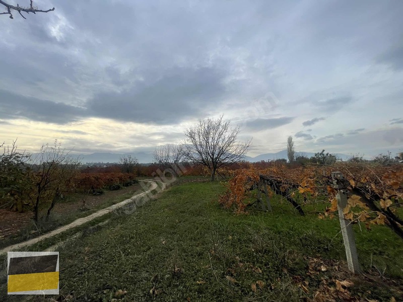 Sancaklı İğdecikte 3.300 M² Üzüm Bağı — fotoğraf 5
