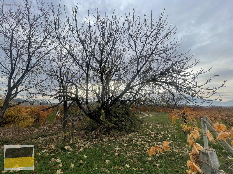 Sancaklı İğdecikte 3.300 M² Üzüm Bağı — fotoğraf 6