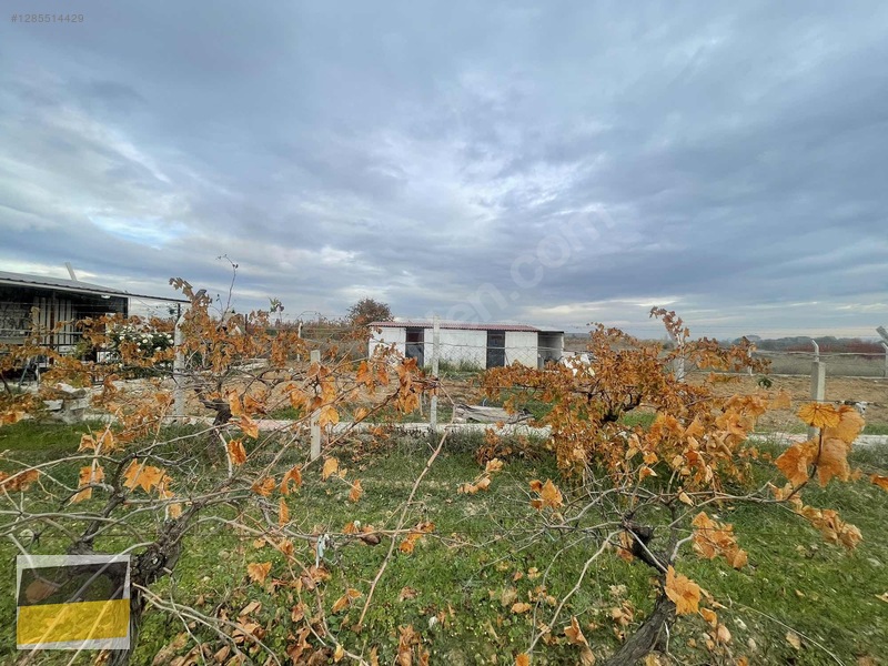 Sancaklı İğdecikte 3.300 M² Üzüm Bağı — fotoğraf 7