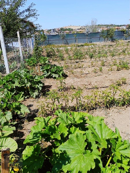 Acil Acil Tatlar Sakızagacın Da 1000 Metre Arsa 100 Metre Evi — fotoğraf 4