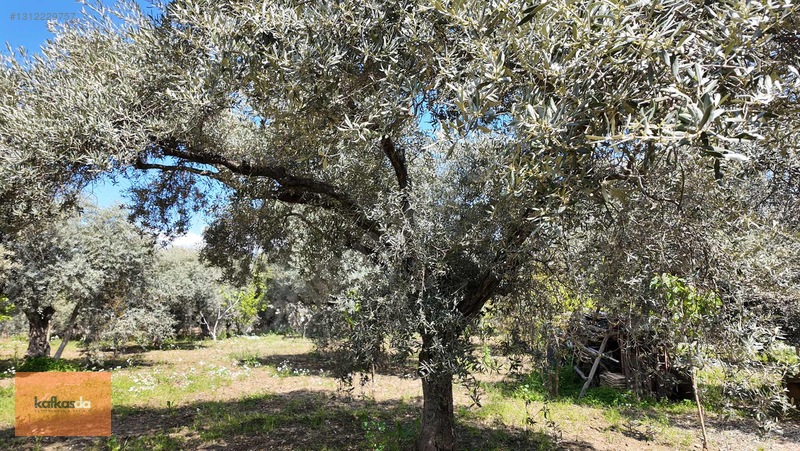 Kemalpaşa Armutlu'da Eşsiz Konumda Satılık Bahçe — fotoğraf 14