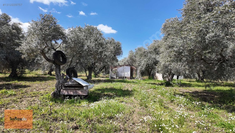 Kemalpaşa Armutlu'da Eşsiz Konumda Satılık Bahçe — fotoğraf 16