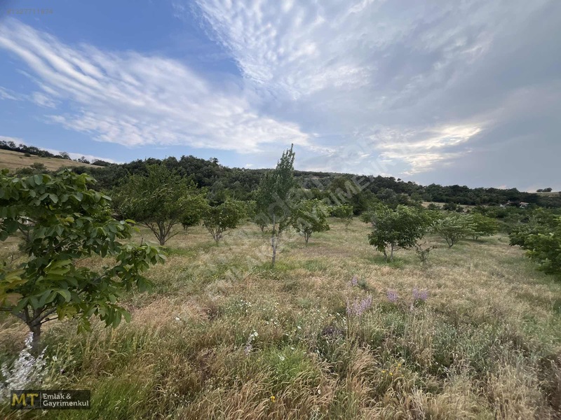 Mt Emlak'tan Satılık 13690 M² Tarla: Amasya'da Yatırım Fırsatı — fotoğraf 10