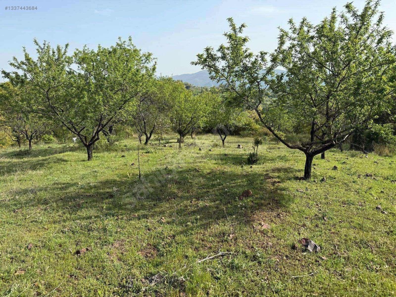 Örenharman Mah Satılık Badem Bahçesi