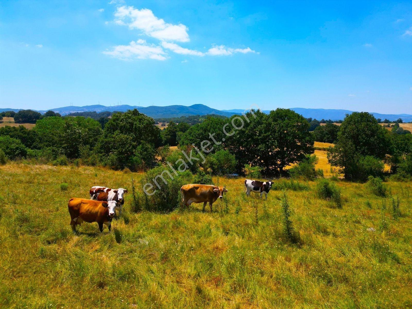 |gönen| Tertemiz Havası Ve Harika Doğasıyla 50 Dönüm Arazi! — fotoğraf 20