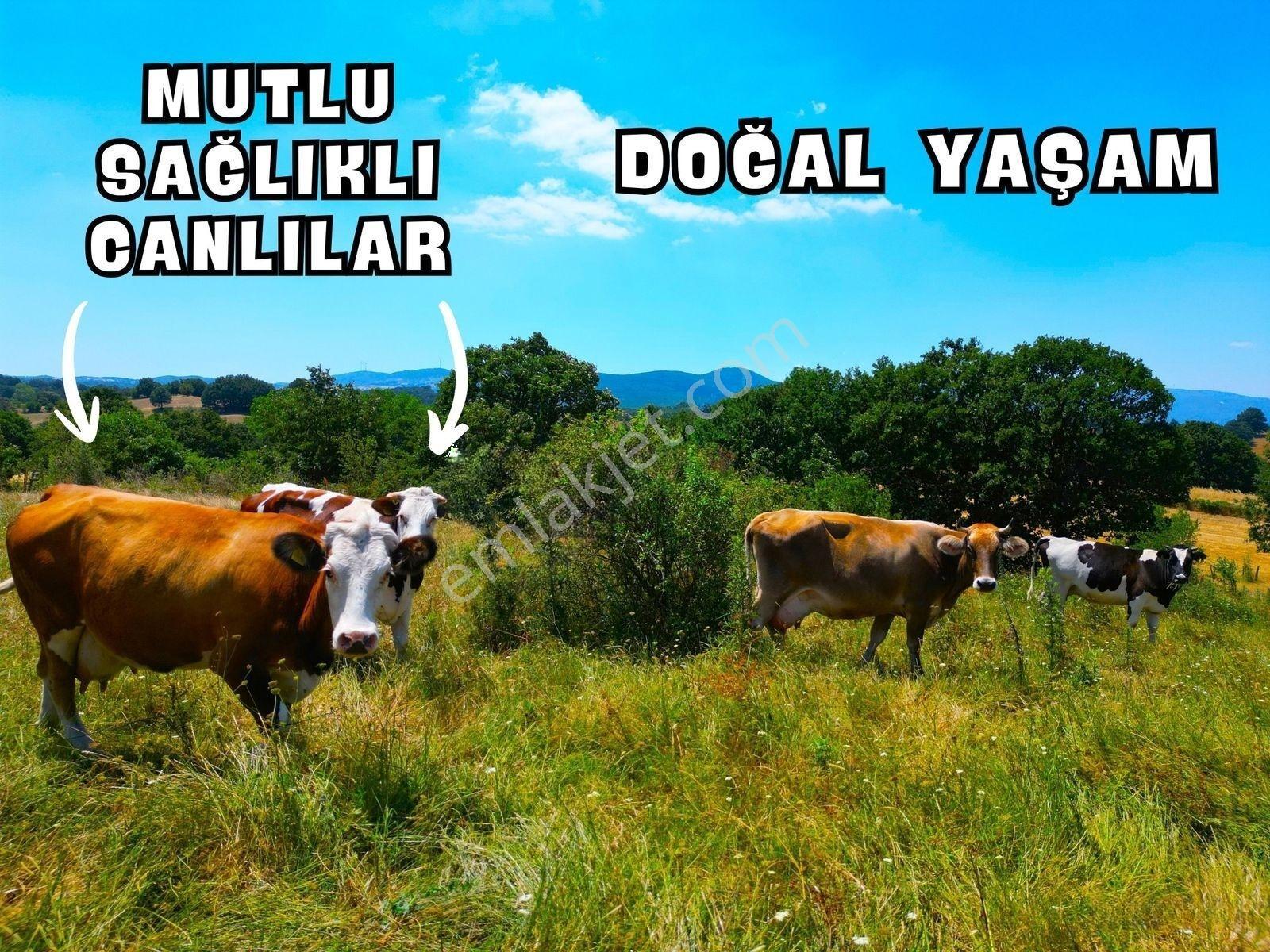 |gönen| Tertemiz Havası Ve Harika Doğasıyla 50 Dönüm Arazi! — fotoğraf 21