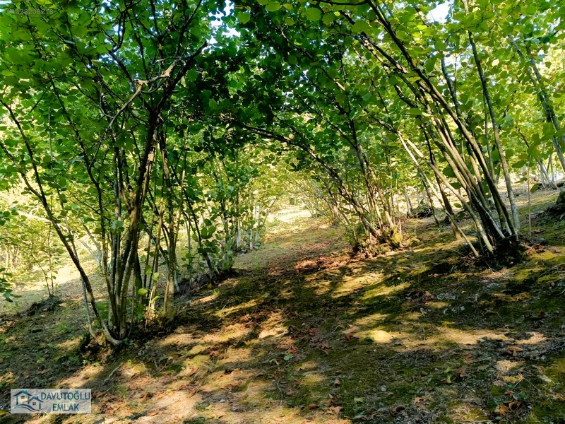 Davutoğlu Emlaktan. 3.177m2 Köy İçi Satılık Arsa Fındıklık — fotoğraf 7