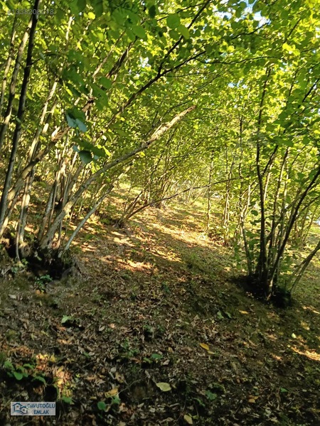 Davutoğlu Emlaktan. 3.177m2 Köy İçi Satılık Arsa Fındıklık — fotoğraf 15