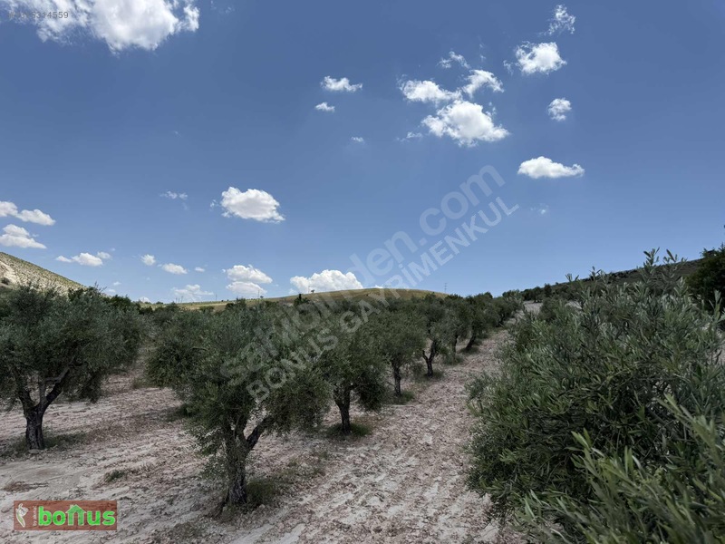 Bonus'Dan Akpınarda Satılık 4848 M2 Arazi