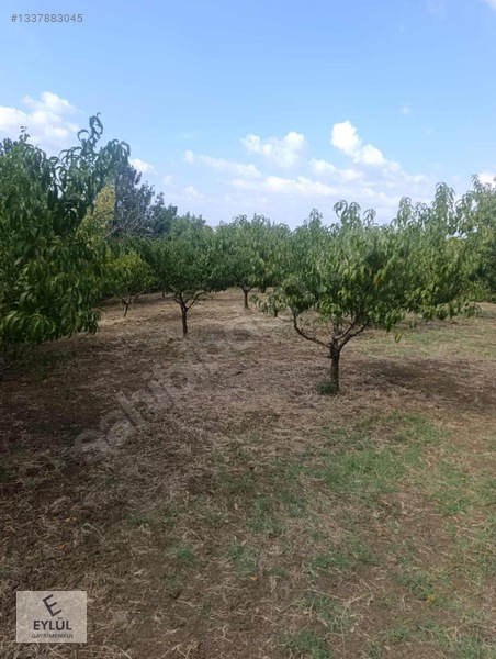 İsaören Mahallesi Ful Verimli Şeftali Bahçesi — fotoğraf 2