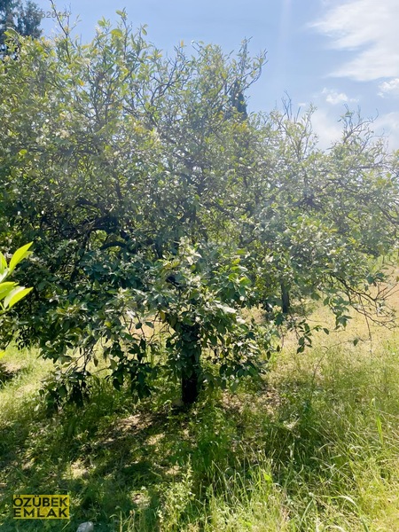 Konyaaltında Müstakil Tapulu — fotoğraf 14