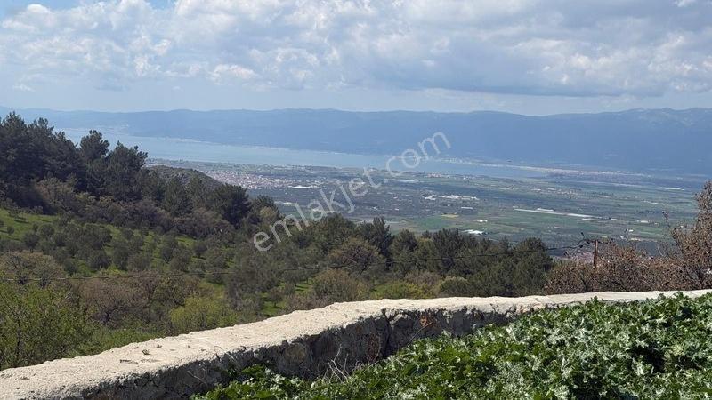 Burhaniye Çallı Mahallesi'nde Full Deniz Manzaralı 465 M² Arsa — fotoğraf 3