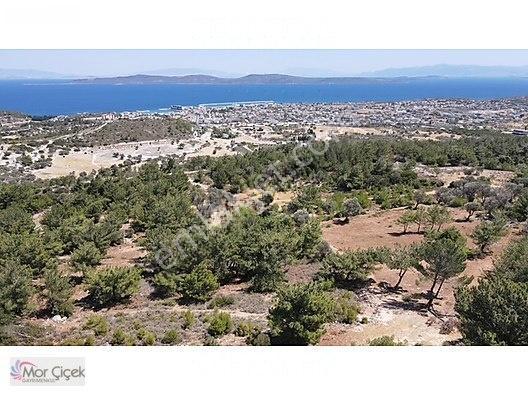 Morçiçek'Ten Mordoğan'Da Deniz Manzaralı 3427 M2 Tarla...
