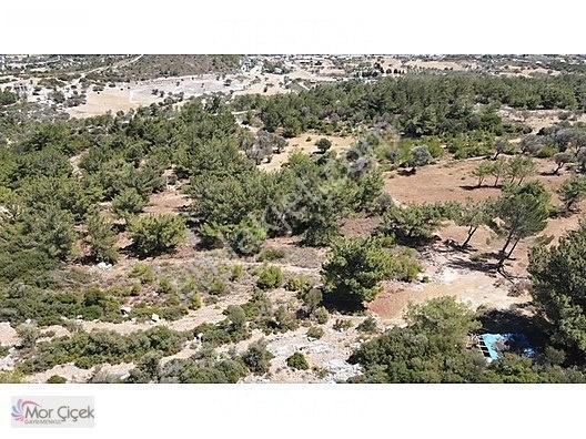 Morçiçek'ten Mordoğan'da Deniz Manzaralı 3427 M2 Tarla... — fotoğraf 5