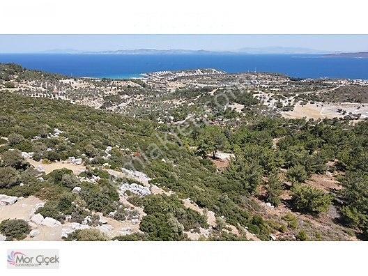 Morçiçek'ten Mordoğan'da Deniz Manzaralı 3427 M2 Tarla... — fotoğraf 7