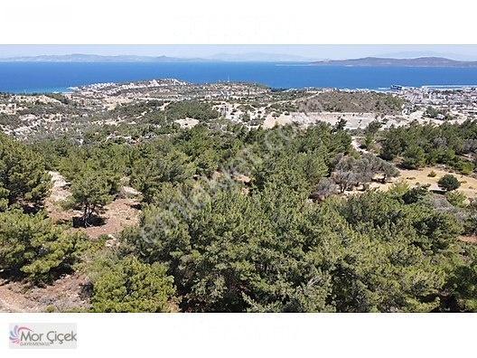 Morçiçek'ten Mordoğan'da Deniz Manzaralı 3427 M2 Tarla... — fotoğraf 8