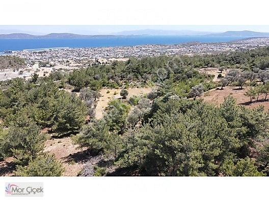 Morçiçek'ten Mordoğan'da Deniz Manzaralı 3427 M2 Tarla... — fotoğraf 9