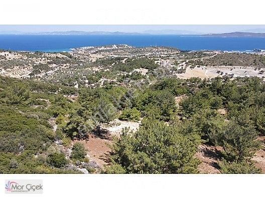 Morçiçek'ten Mordoğan'da Deniz Manzaralı 3427 M2 Tarla... — fotoğraf 11