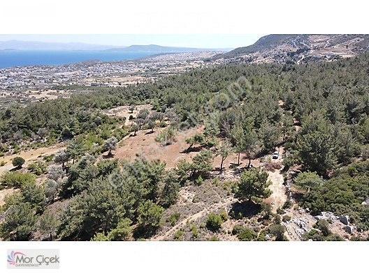 Morçiçek'ten Mordoğan'da Deniz Manzaralı 3427 M2 Tarla... — fotoğraf 16