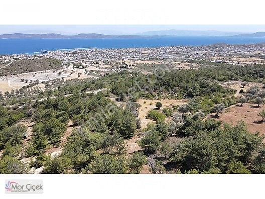 Morçiçek'ten Mordoğan'da Deniz Manzaralı 3427 M2 Tarla... — fotoğraf 19
