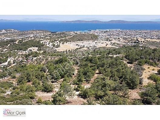 Morçiçek'ten Mordoğan'da Deniz Manzaralı 3427 M2 Tarla... — fotoğraf 20