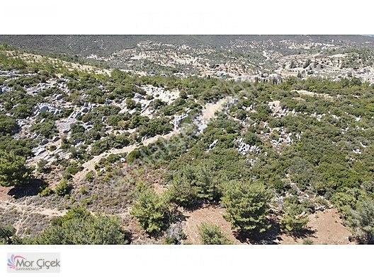 Morçiçek'ten Mordoğan'da Deniz Manzaralı 3427 M2 Tarla... — fotoğraf 22