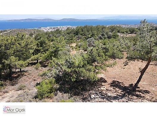 Morçiçek'ten Mordoğan'da Deniz Manzaralı 3427 M2 Tarla... — fotoğraf 24