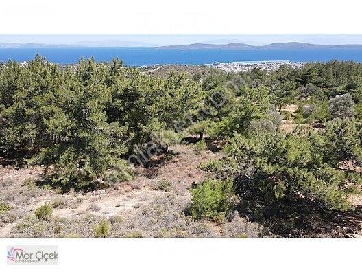 Morçiçek'ten Mordoğan'da Deniz Manzaralı 3427 M2 Tarla... — fotoğraf 25