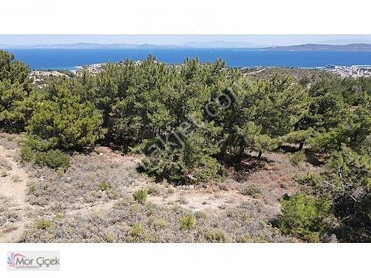 Morçiçek'ten Mordoğan'da Deniz Manzaralı 3427 M2 Tarla... — fotoğraf 26