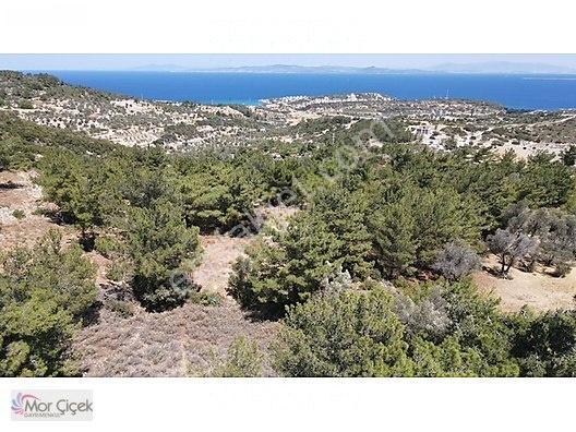 Morçiçek'ten Mordoğan'da Deniz Manzaralı 3427 M2 Tarla... — fotoğraf 27