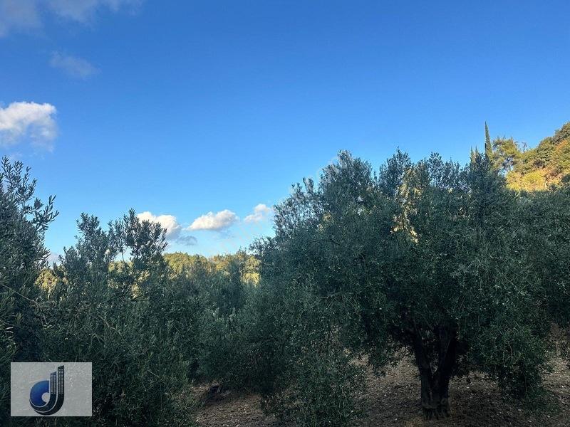 Darkale Köyünde Satılık Zeytinlik — fotoğraf 3