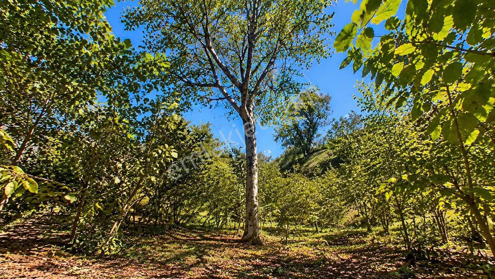 Mg'den Akyazı Madenlerde Tamamı İmarlı 7.878 M² Manzaralı Arazi — fotoğraf 8