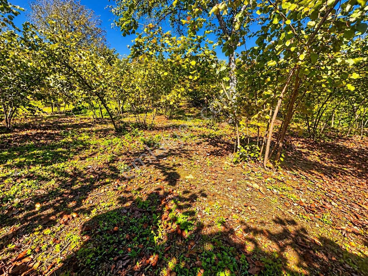 Mg'den Akyazı Madenlerde Tamamı İmarlı 7.878 M² Manzaralı Arazi — fotoğraf 14