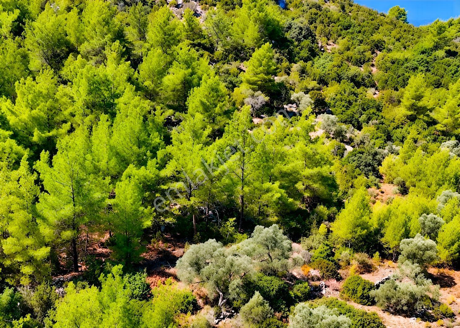 Çiftlikte Satılık Tarla Yatırımlık Arazi Oksijen Bol Doğal Ortam — fotoğraf 3