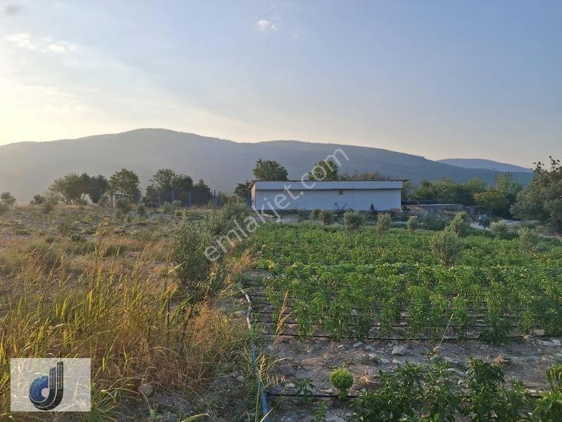 Evciler Mahallesinde Satılık Zeytinlik — fotoğraf 2